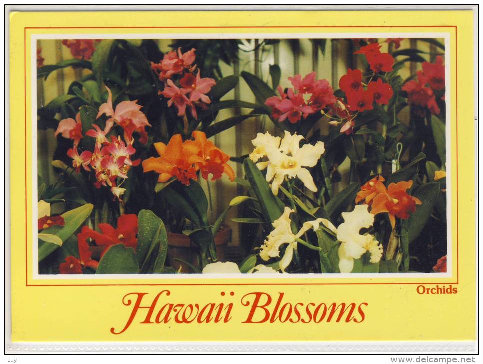 HAWAII BLOSSOMS - ORCHIDS, Foster Botanic Garden, Honolulu, Hybrid Orchid Collection - Autres & Non Classés