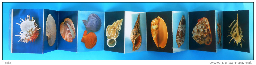 MALACOLOGICAL MUSEUM - SEA SHELLS Old Set Of 11. Photos - Sea Shell Coquillage Seashell Seashells Coquillages Conchiglia - Other & Unclassified