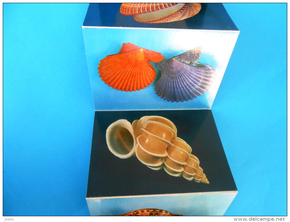 MALACOLOGICAL MUSEUM - SEA SHELLS old set of 11. photos - sea shell coquillage seashell seashells coquillages conchiglia