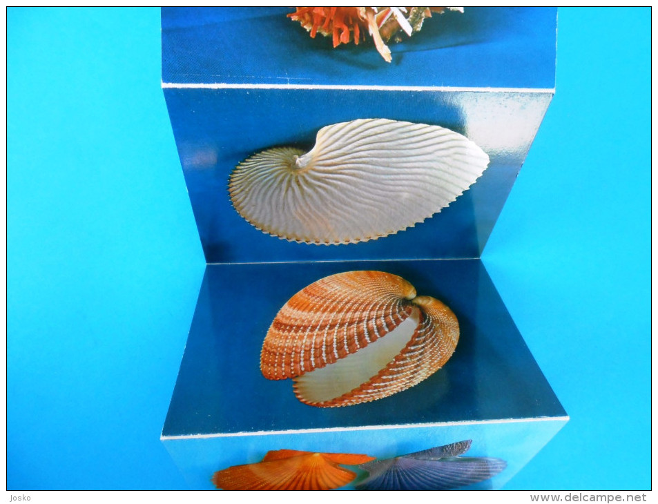 MALACOLOGICAL MUSEUM - SEA SHELLS old set of 11. photos - sea shell coquillage seashell seashells coquillages conchiglia