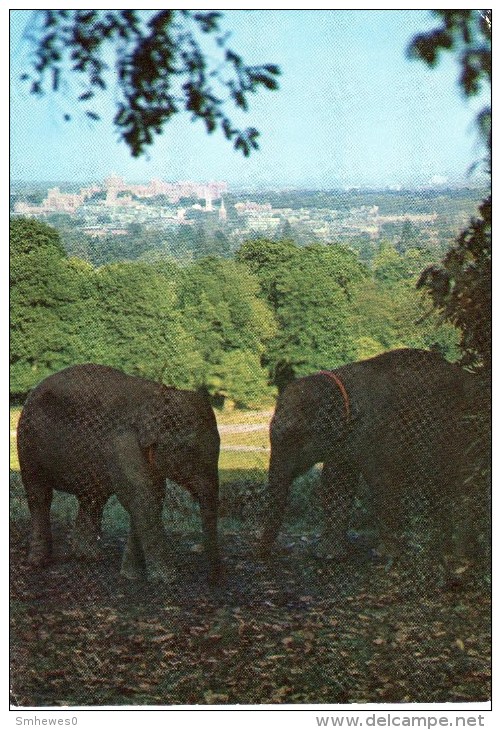 Postcard - Asian Elephants At Windsor Safari Park. SP.2492 - Elephants