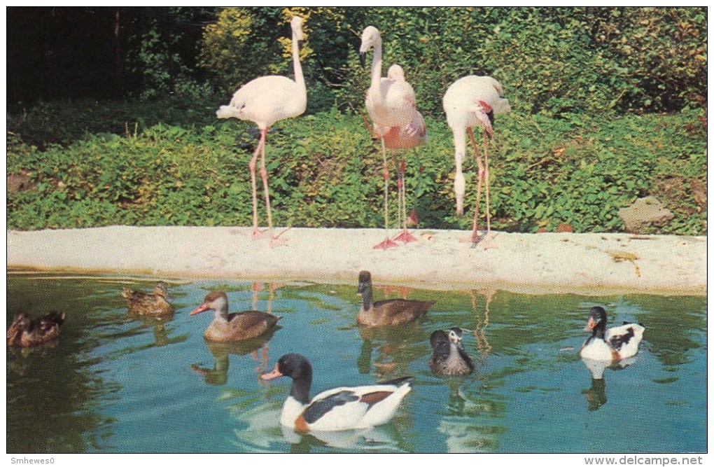 Postcard - Flamingos & Water Fowl At Birdworld. R743 - Birds