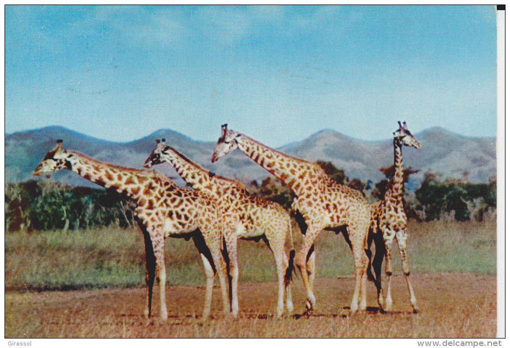 CPSM GIRAFES UN SIECLE APRES LIVINGSTONE BASUTOLAND  PHOTO JACK O NEILL PEARSON  1956 - Giraffes