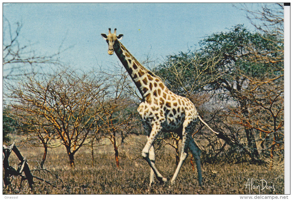 CPSM GIRAFE LUMIERES D AFRIQUE PHOTO ALAIN DENIS - Giraffen