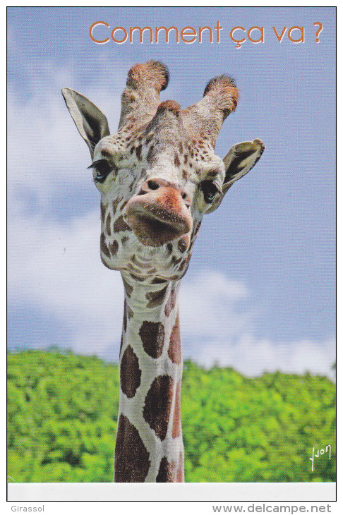 CPM GIRAFE HUMOUR  COMMENT CA VA  ? YVON - Giraffes