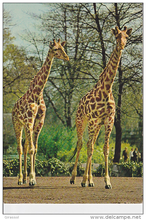 CPSM GIRAFES TACHETEES - Giraffes