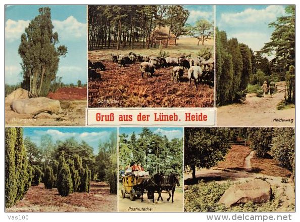 CPA LUNEBURGER HEIDE- HEATH, LANDSCAPES, SHEEPS, STAGE COACH, HORSES - Lüneburger Heide