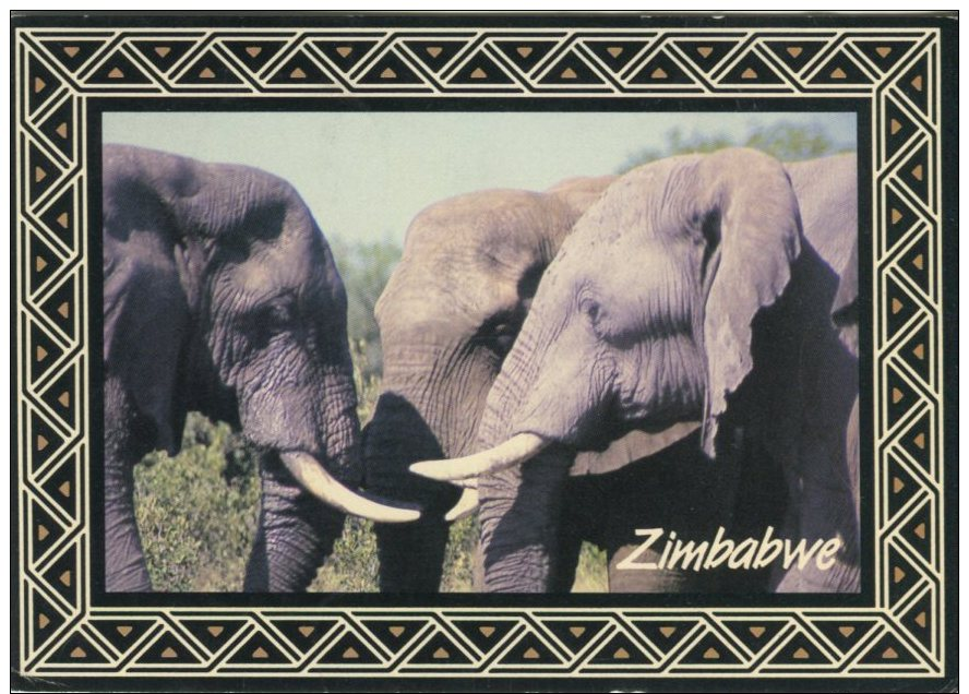 PhotoSafari Postcard, Zimbabwe, Elephants, 128 - Zimbabwe