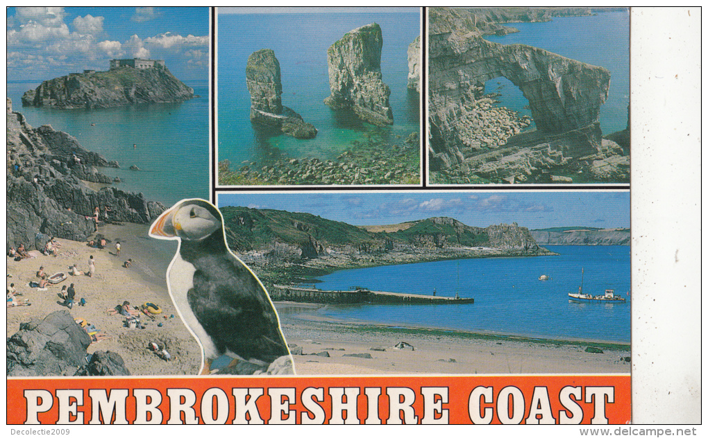 BF29782 Pembrokeshire Coast Bird Oisseaux   UK  Front/back Image - Pembrokeshire