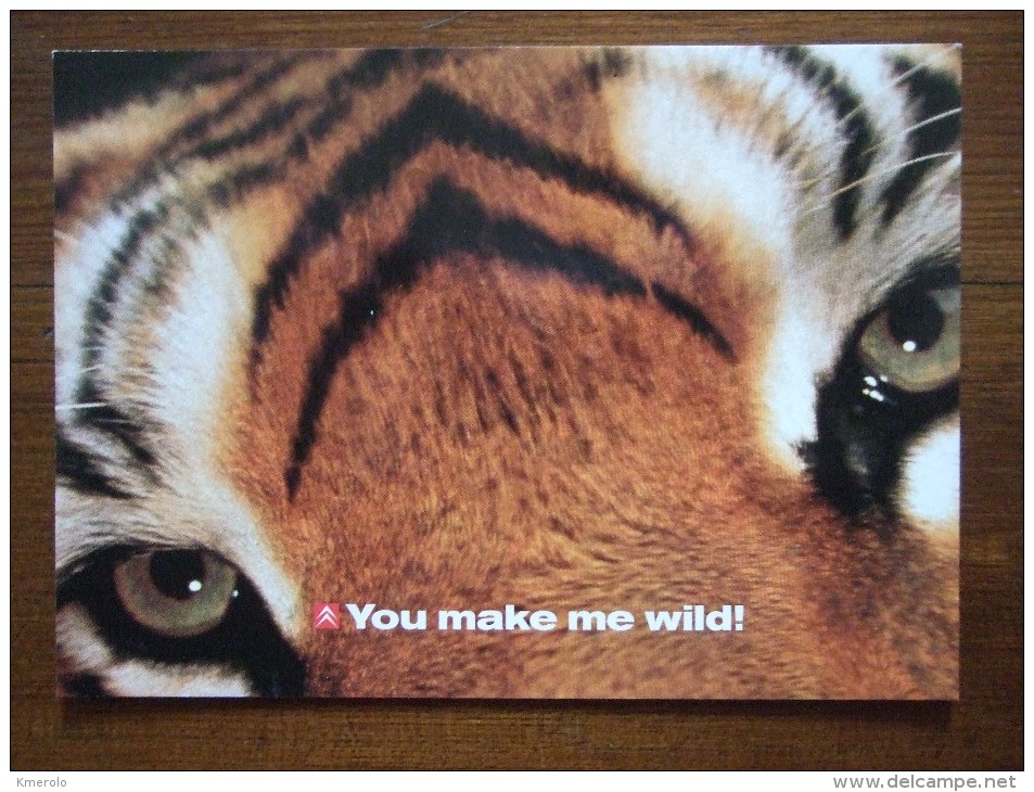 Tiger Eye's Carte Postale - Tigers