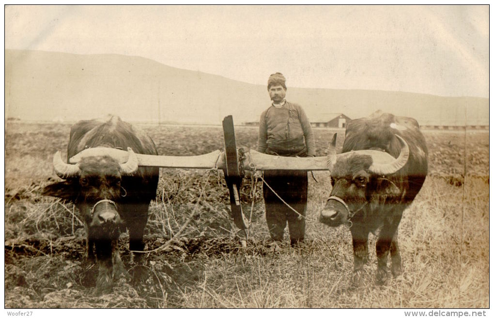 CARTE PHOTO , ALBANIE  En 1918 , Tziganes ,un Albanais Et Son Attelage De Buffles , Charrue Primitive Dans Les Prairies - Albania