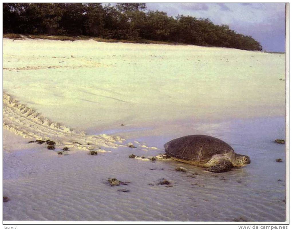 1 X World Aninmal Postcard - 1 Carte Postale D´animal Du Monde - Green Sea Turtle - Turtles