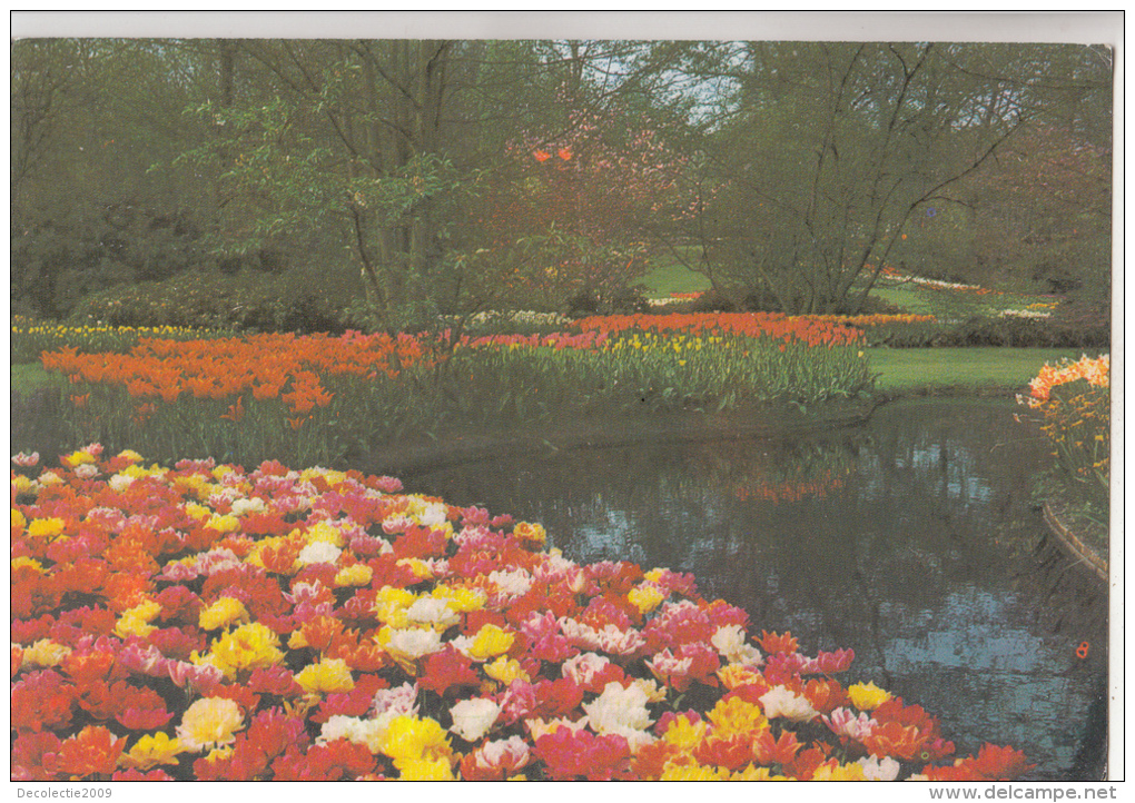 BF30431 Keukenhof Lisse Holland Netherland  Front/back Image - Lisse