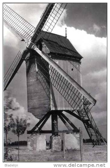 HERENTHOUT (Prov. Antw.) Molen/moulin - Prachtige Close-up Van De Verdwenen Molen Van Snoeys ±1950 - Herenthout