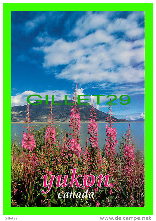 YUKON - FIREWOOD, YUKON'S FLORAL EMBLEM IT BORDERS KLUANE LAKE - PUB. BY STUDIO NORTH LTD - - Yukon