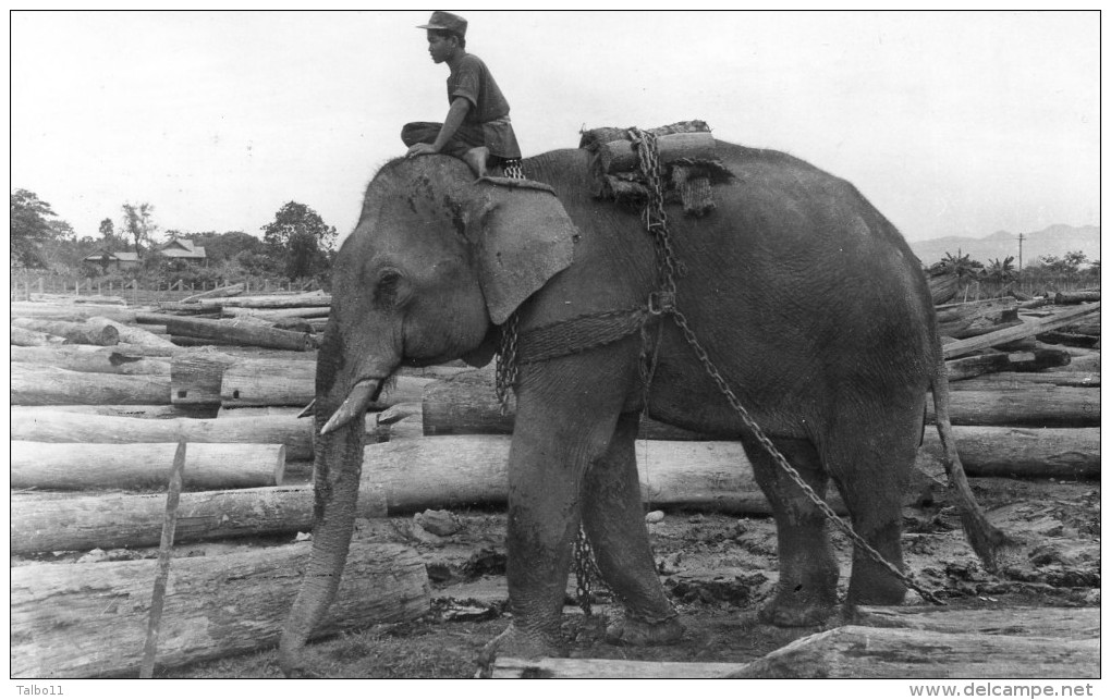 Thailande - Éléphant Au Travail - Thailand