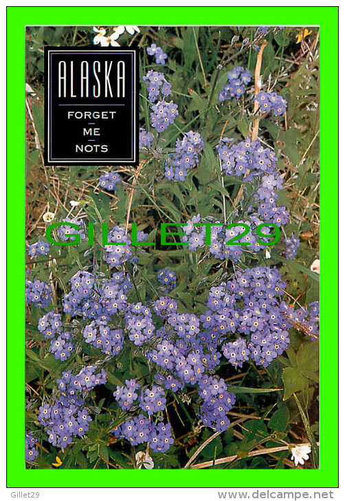 ALASKA  - ALASKAN FORGET-ME-NOTS OFFICIAL STATE FLOWER OF ALASKA - ARTIC CIRCLE ENTERPRISES - - Fairbanks