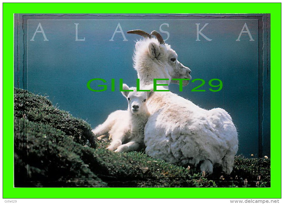 ALASKA  - ALASKAN DALL SHEEP EWE AND LAMB - ARTIC CIRCLE ENTREPRISES - PHOTO BY KIM HEACOX - - Other & Unclassified