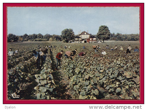 VENDANGES EN BOURGOGNE. - CORGOLOIN. Domaine Du Clos Des Langres. - "Reine Pédauque". (C.P.S.M. - Animée.) - Autres & Non Classés