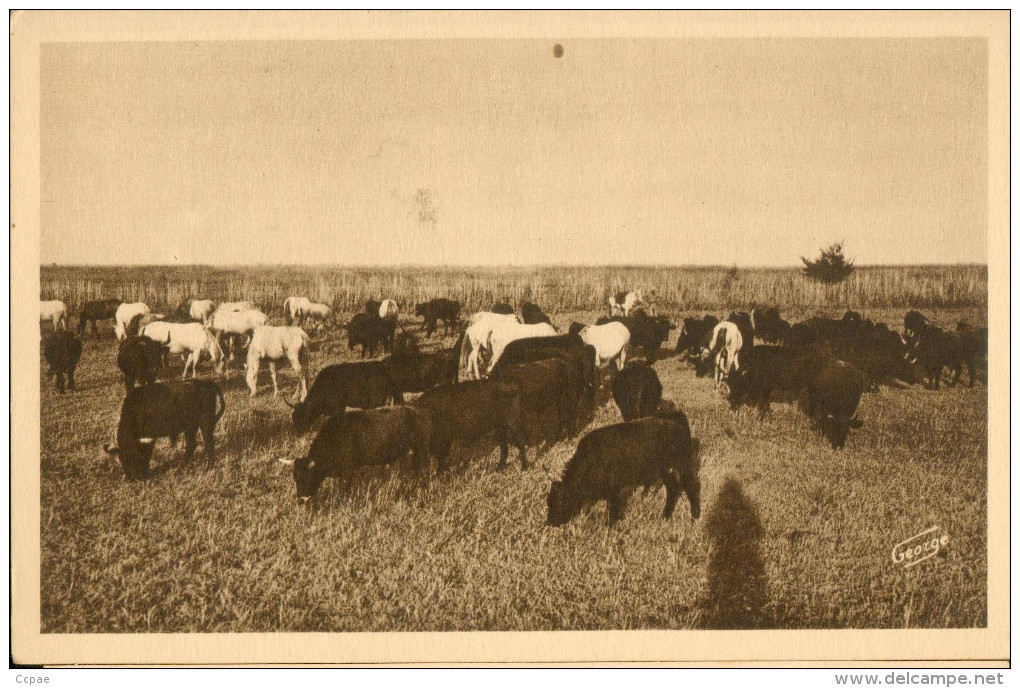 En Camargue - Manade De Tauraux Chevaux Pcamargues Paturant Ensemble - Autres & Non Classés