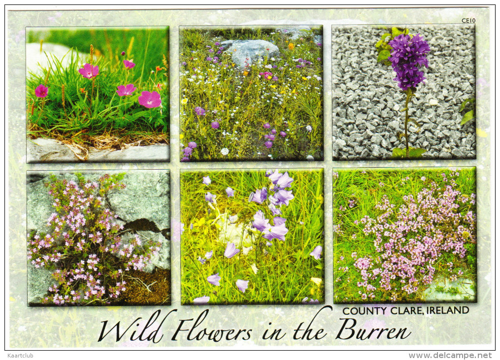 Wild Flowers In The Burren, County Clare -  Ireland / Eire - Clare