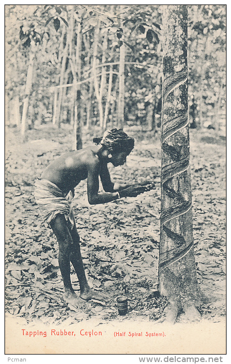 Tapping Rubber, Ceylon (Half Spiral System). Plate &amp; Co. - Sri Lanka (Ceylon)