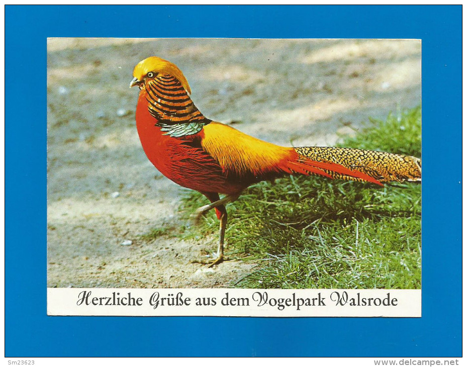 Vogelpark Walsrode  (A30) , Goldfasan - Neu - - Walsrode