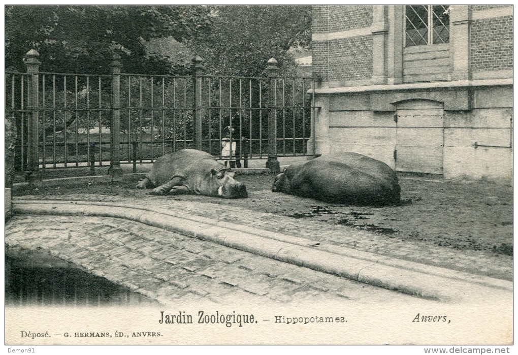 CPA  - Antwerpen - Anvers - Antwerp - Jardin Zoologique - HIPPOPOTAMES  - Édition  HERMANS - Non Circulée  - TTBE - Antwerpen