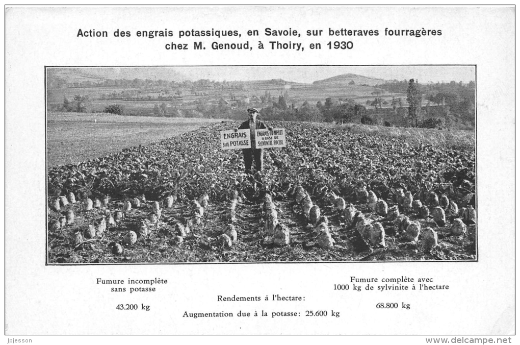 SAVOIE  73  THOIRY  ACTION DES ENGRAIS POTASSIQUES EN SAVOIE SUR BETTERAVES FOURRAGERES  AGRICULTURE  PUBLICITE - Autres & Non Classés