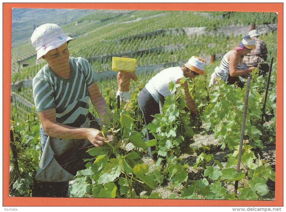 Oct127, Epesses, Chez Georges Fonjallaz, Effeuilleuse Valdotaines Et Savoyardes, Vignes, Lavaux, GF, Non Circulée - Épesses