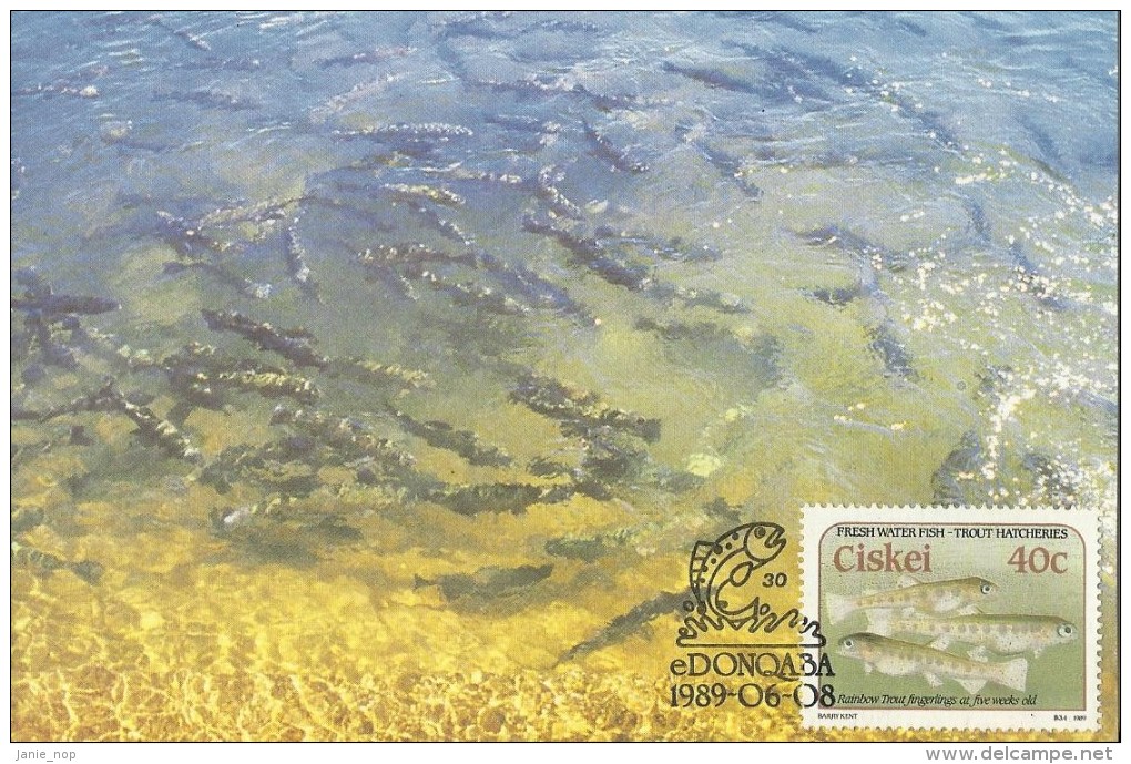 Ciskei 1989 Fish ,Trout, Maximum Card - Ciskei