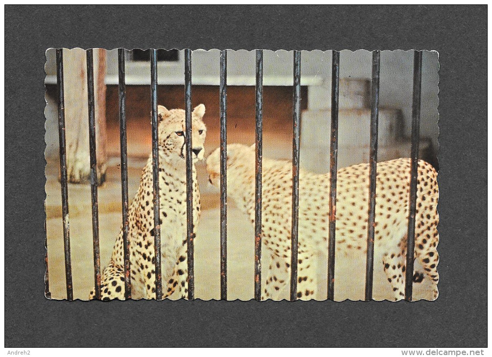 ANIMALS - ANIMAUX - GUÉPARD - GEPARD - CHEETAH - VIT SURTOUT EN ASIE ET EN AFRIQUE - PHOTO J.C. CARON - Tigres