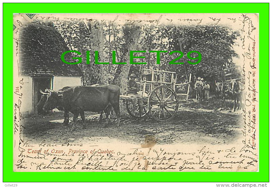 QUÉBEC - TEAM OF OXEN  - IMPERIAL SERIES No 324 - PICTURE POST CARD CO - TRAVEL IN 1906 - UNDIVIDED BACK - - Autres & Non Classés