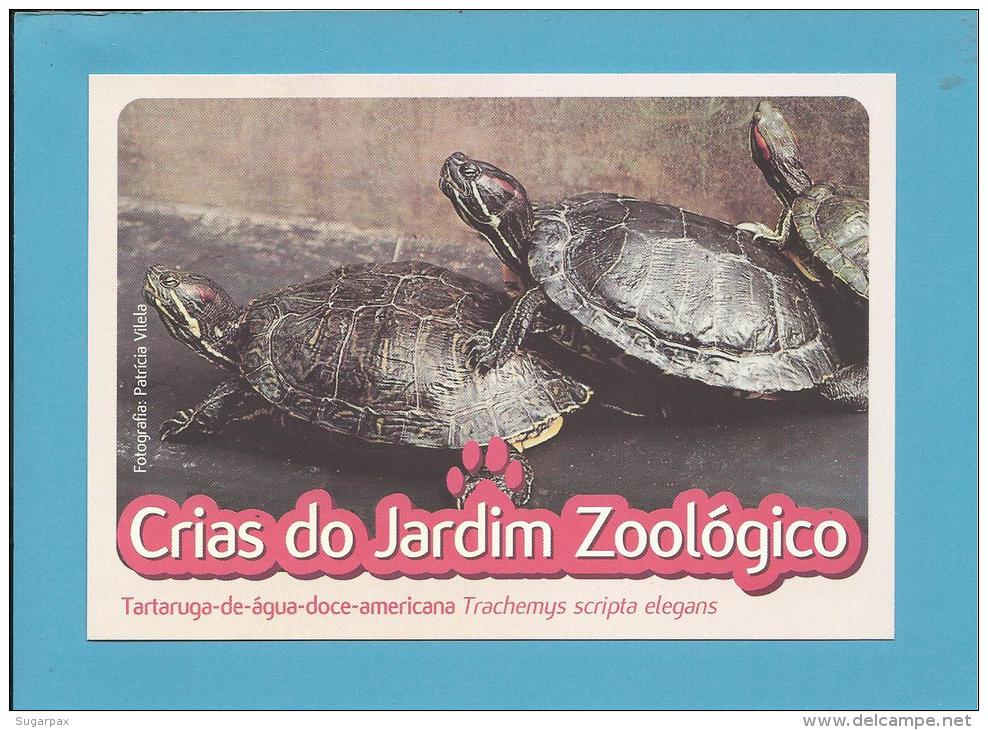 Tartaruga-de-água-doce-a Mericana ( Trachemys Scripta Elegans) - Crias Do Jardim Zoológico - Lisbon ZOO Lisboa - Portuga - Tortues