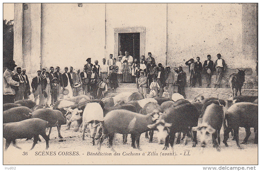 2B - Haute Corse - ZILIA - Bénédiction Des Cochons LL 36 - Other & Unclassified