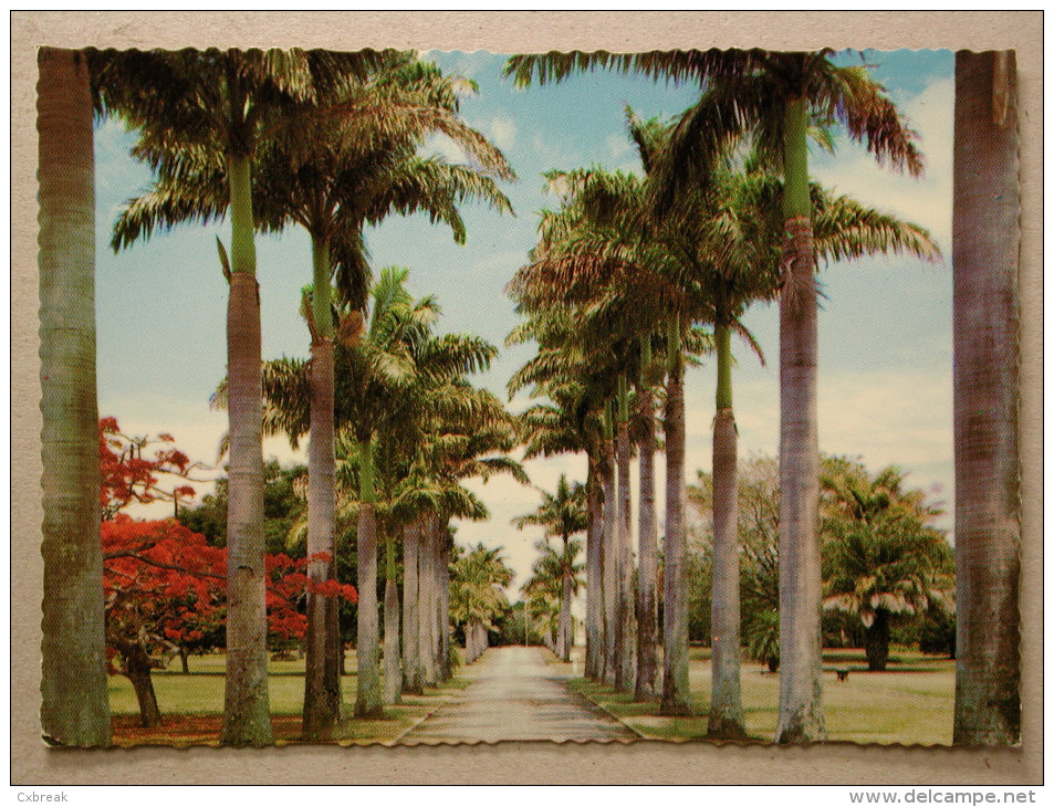 Mackay. N. Q. Royal Palms, Botanical Gardens - Mackay / Whitsundays