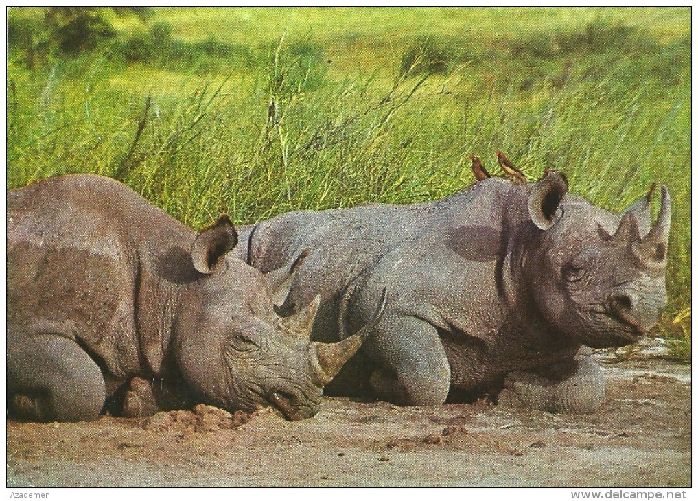 RHINICEROS - Rhinozeros