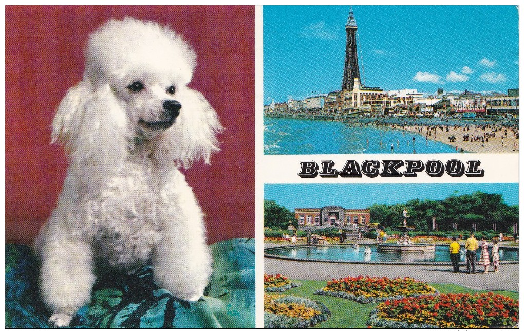 Multi View Of Blackpool, Posted With Stamp, S14. - Blackpool