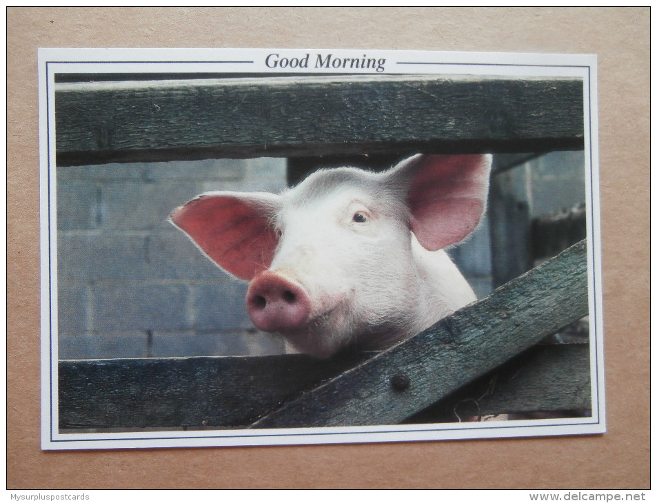38146 PC: ANIMALS: PIGS: Good Morning! - Pigs