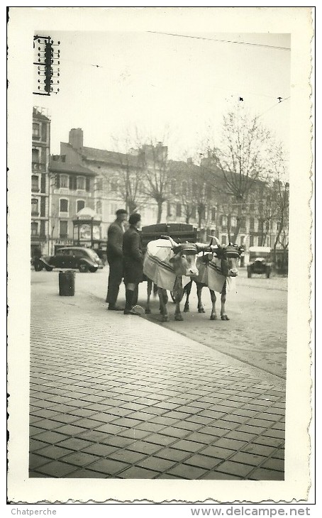 PHOTOGRAPHIE ATTELAGE BOEUFS VACHES ET CHAR   LIEU A IDENTIFIER  VILLE AVEC KIOSQUE EN ARRIERE PLAN - Autres & Non Classés