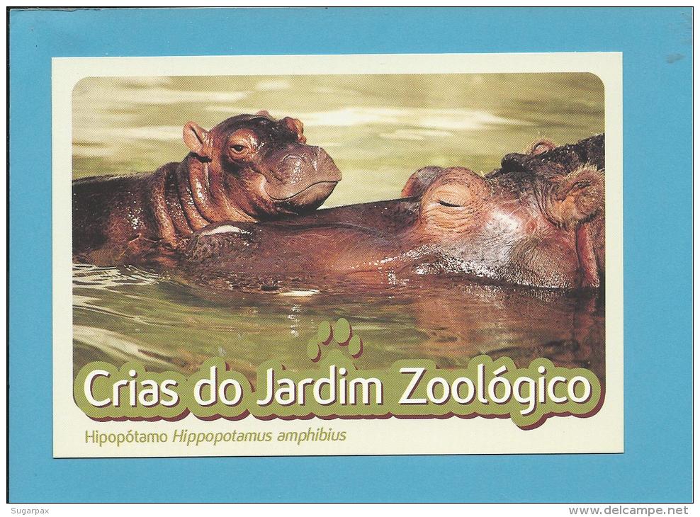 Hipopótamo ( Hippopotamus Amphibius ) Hippo - Crias Do Jardim Zoológico - Lisbon ZOO Lisboa - Portugal - Flusspferde