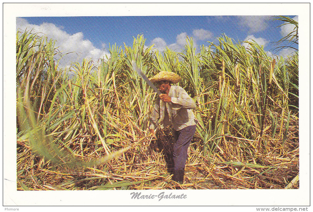 Ph-CPM Marie Galante (Guadeloupe) Le Coupeur De Canne - Autres & Non Classés