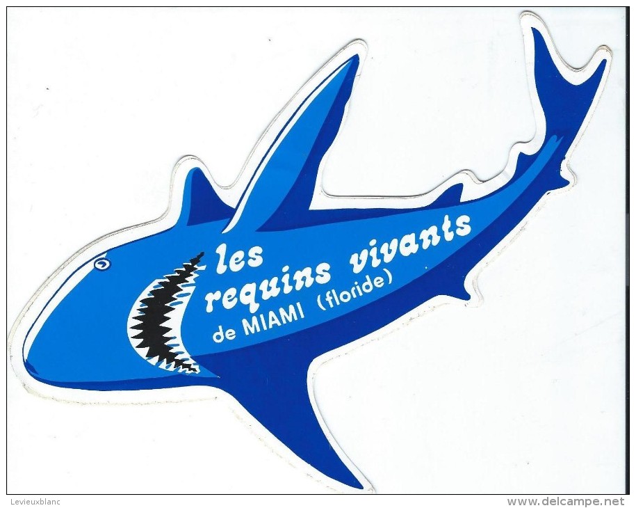 Miami/Floride / USA/ Les Requins Vivants  / Vers 1985     ACOL74 - Adesivi