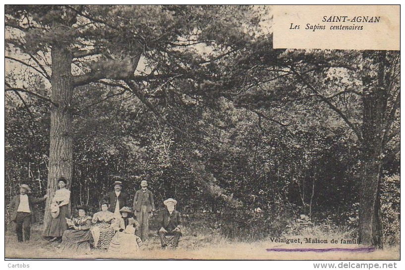 89 SAINT-AGNAN   Les Sapins Centenaires - Autres & Non Classés