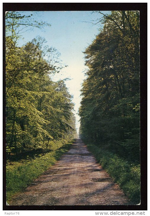 CPM Arbres Allée Forestière - Bomen