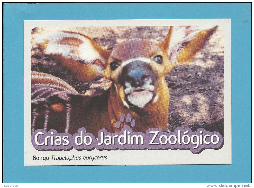 Bongo ( Tragelaphus Eurycerus ) - Crias Do Jardim Zoológico - Lisbon ZOO Lisboa - Portugal - Otros & Sin Clasificación