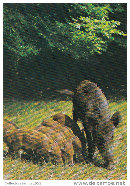 3686- WILD BOAR WITH PIGLETS, POSTCARD - Cochons