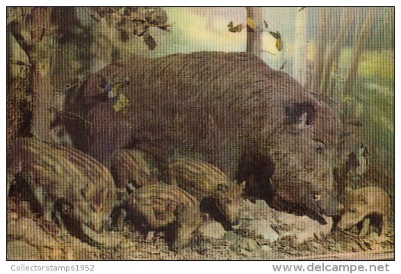 3689- WILD BOAR WITH PIGLETS, POSTCARD - Cochons