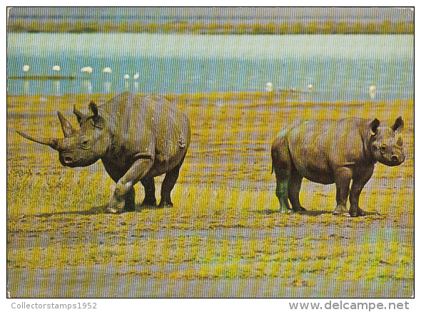 3694- RHINOCEROS, POSTCARD - Neushoorn