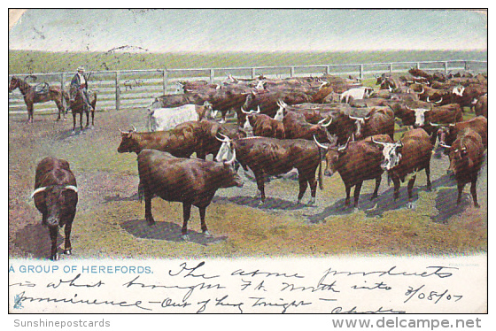 A Group Of Herefords 1907 Tucks - Tuck, Raphael